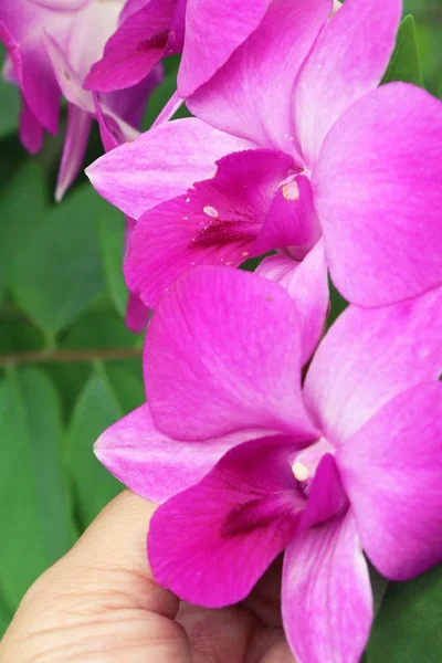Orchidée dans le jardin avec nature — Photo