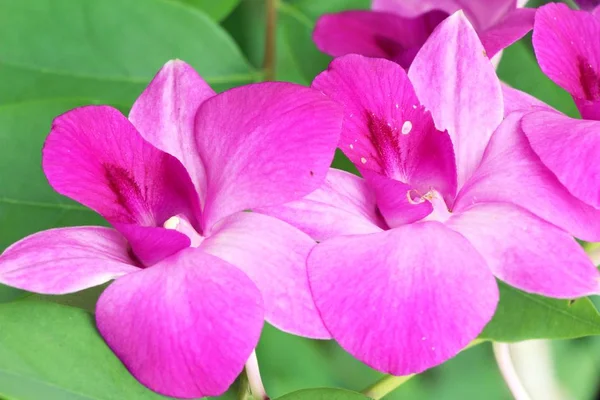 Orquídea em jardim com natureza — Fotografia de Stock