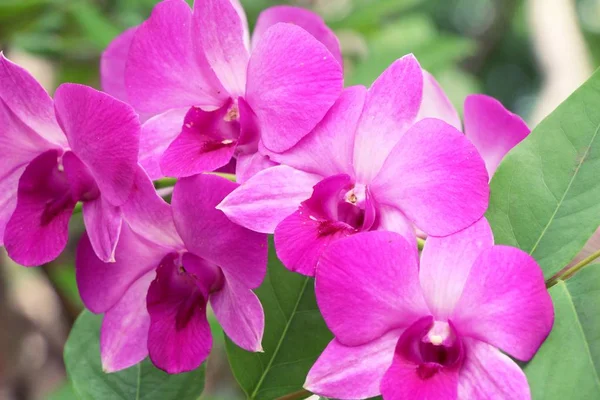 Орхидея в саду с природой — стоковое фото