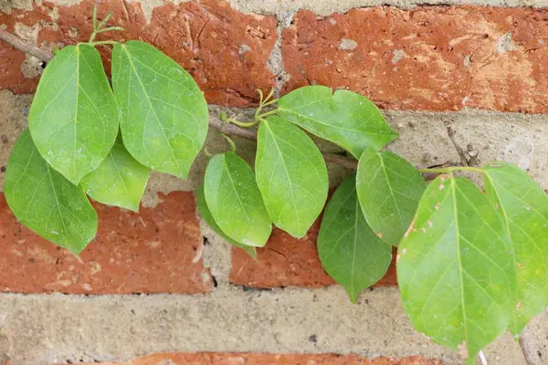 Hermosa vid verde está al lado de la pared — Foto de Stock