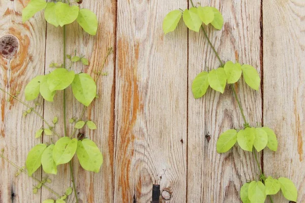 Belle vigne verte est à côté du mur — Photo