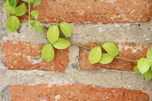 Beautiful green vine is beside the wall — Stock Photo, Image