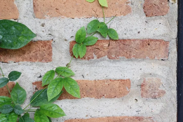 Beautiful green vine is beside the wall — Stock Photo, Image