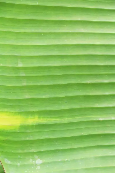 Fundo folha verde é beleza na natureza — Fotografia de Stock