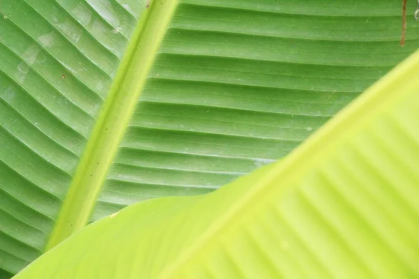 Zelená listová pozadí je krása v přírodě — Stock fotografie