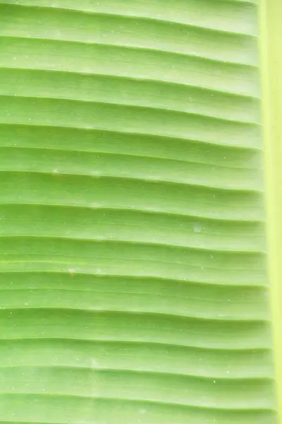 Fundo folha verde é beleza na natureza — Fotografia de Stock