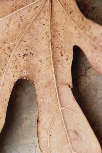 Brązowy, suchych liści na podłodze — Zdjęcie stockowe