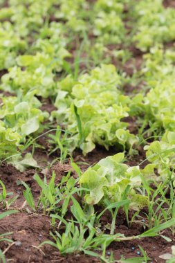 Bahçedeki sağlık için taze marul