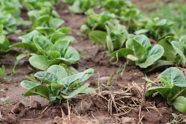 Bahçedeki sağlık için taze marul