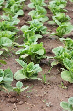 Bahçedeki sağlık için taze marul