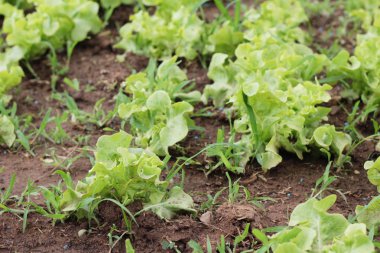 Bahçedeki sağlık için taze marul