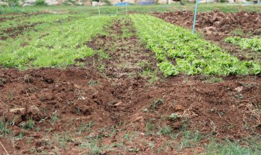 Bahçedeki sağlık için taze marul