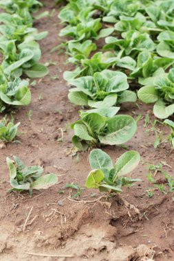 Bahçedeki sağlık için taze marul