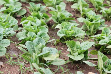 Bahçedeki sağlık için taze marul