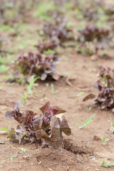 Frischer Salat für die Gesundheit im Garten — Stockfoto