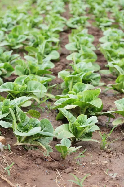 Frischer Salat für die Gesundheit im Garten — Stockfoto