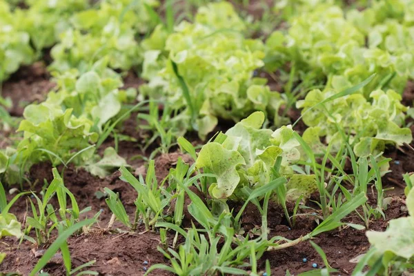 Lechuga fresca para la salud en el jardín —  Fotos de Stock