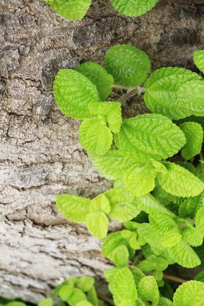 Peper muntblaadjes in tuin met de natuur — Stockfoto