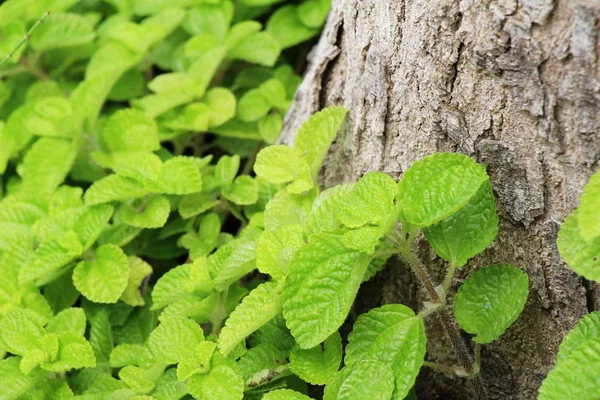 Hojas de menta en el jardín con la naturaleza — Foto de Stock