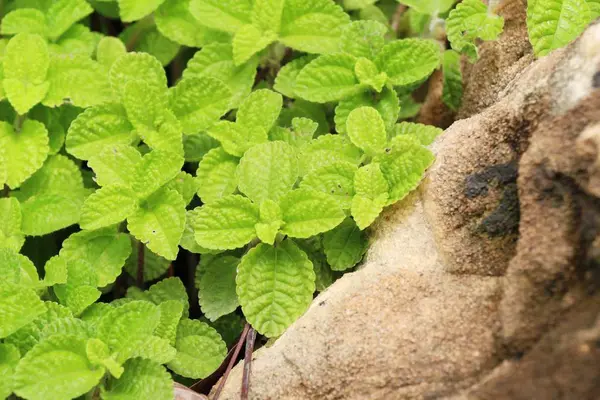 Foglie di menta pepe in giardino con la natura — Foto Stock