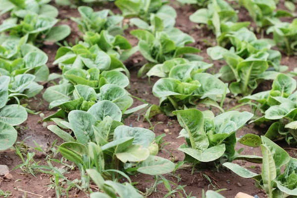 Bahçedeki sağlık için taze marul