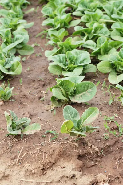 Bahçedeki sağlık için taze marul