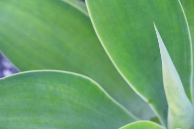 Yaprak yeşil arka plan doğa güzelliğidir