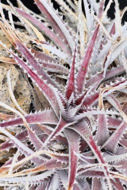 Güzel bahçe doğa ile kaktüs