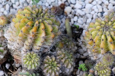 Güzel bahçe doğa ile kaktüs