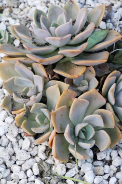 Güzel bahçe doğa ile kaktüs