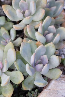 Güzel bahçe doğa ile kaktüs