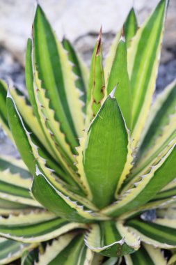 Güzel bahçe doğa ile kaktüs