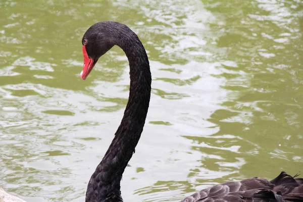 Černé labutě na rybníku — Stock fotografie
