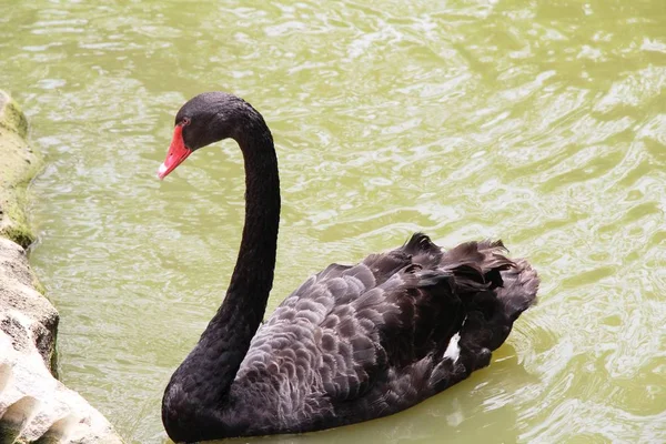 Zwarte zwaan in de vijver — Stockfoto