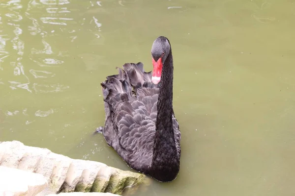 Cisne negro en el estanque —  Fotos de Stock