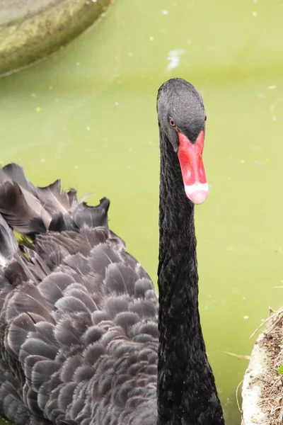 黒い白鳥の池に — ストック写真