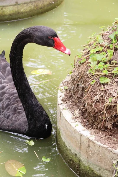 Чёрный лебедь в пруду — стоковое фото