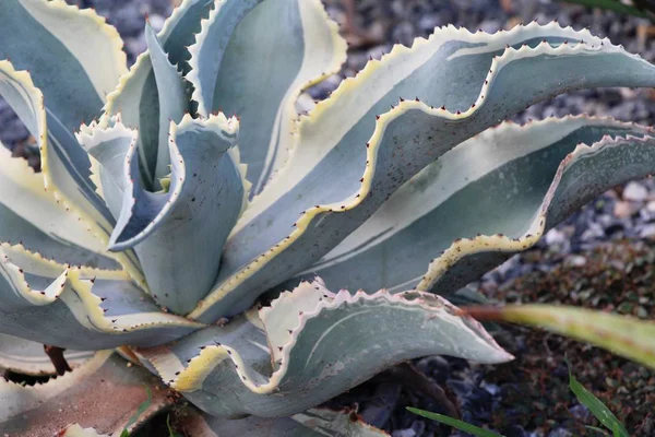 Mooi de cactus in de tuin met de natuur — Stockfoto