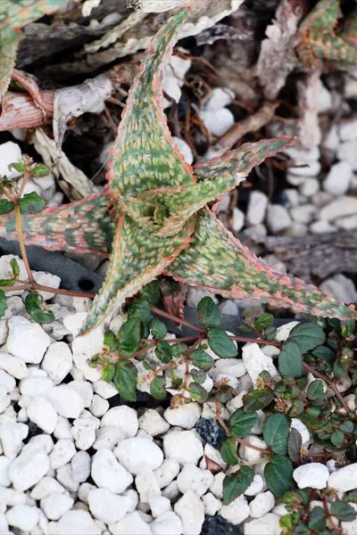 Bellissimo il cactus in giardino con la natura — Foto Stock