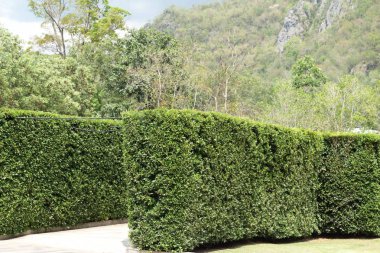 Dağ ve ağaca güzel doğa