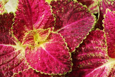 Bahçe doğa ile kırmızı yaprakları