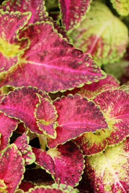 Bahçe doğa ile kırmızı yaprakları