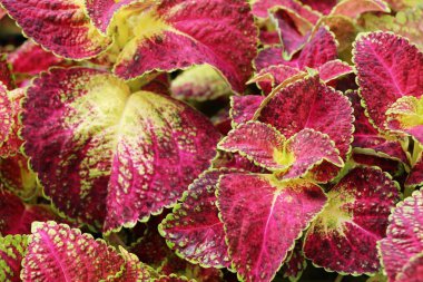 Bahçe doğa ile kırmızı yaprakları