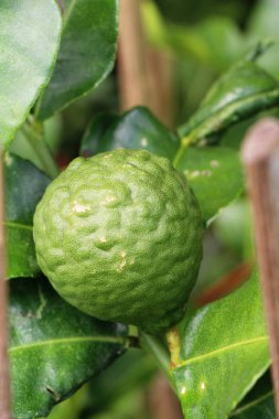 Taze organik bergamot ot ve ağaç üzerinde