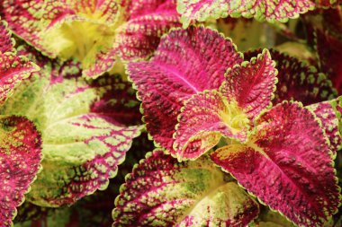 Bahçe doğa ile kırmızı yaprakları