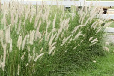 doğada çimen çiçekler