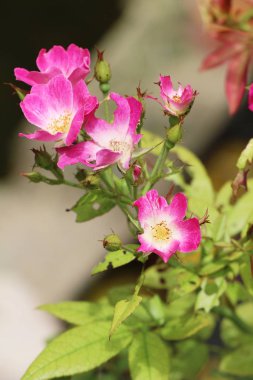 Bahçede güzel renkli çiçek