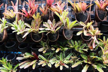 Ananas Çiçek bahçesinde