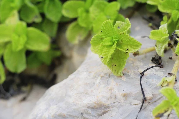 Hojas de menta en el jardín con la naturaleza — Foto de Stock