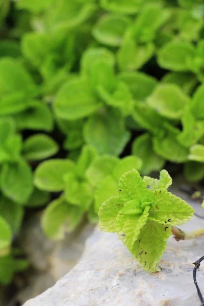 Hojas de menta en el jardín con la naturaleza — Foto de Stock